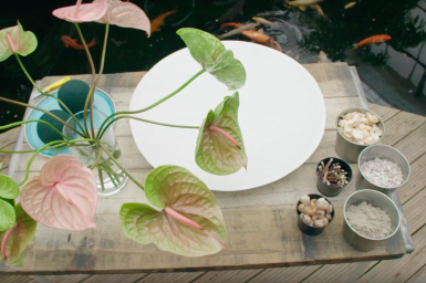 Artistic Anthurium arrangement Artistic Anthurium arrangement