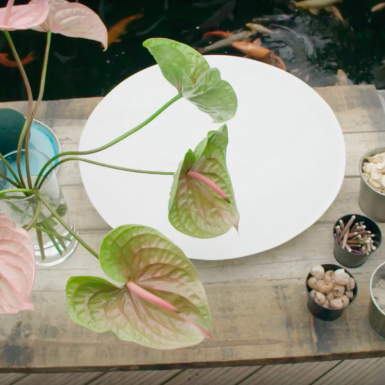 Artistic Anthurium arrangement