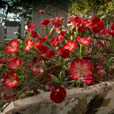Funeral arrangement with Sparkz