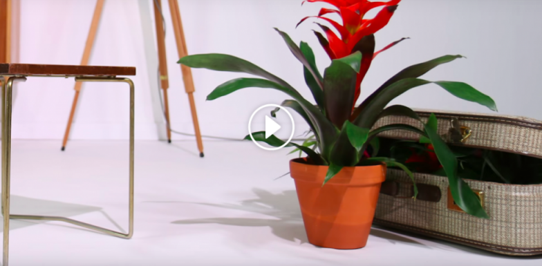 stop motion video: Invite the whole Bromeliad family
