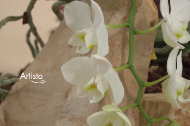 Opti-flor's Native Collectie Opti-flor's Native Collectie