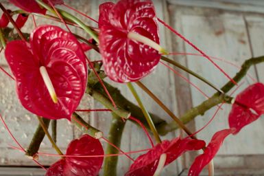 Red Anthurium design with Eterno