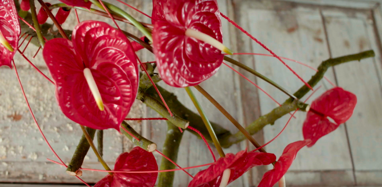 Red Anthurium design with Eterno