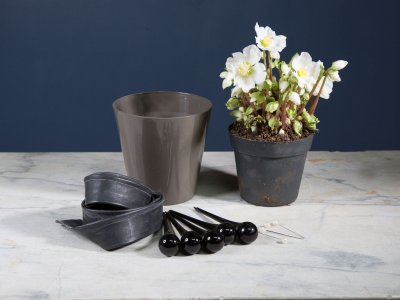 Step-by-step: Cool Hellebore design