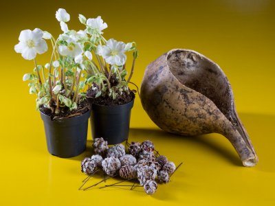 Step-by-step: A natural-styled Hellebores design