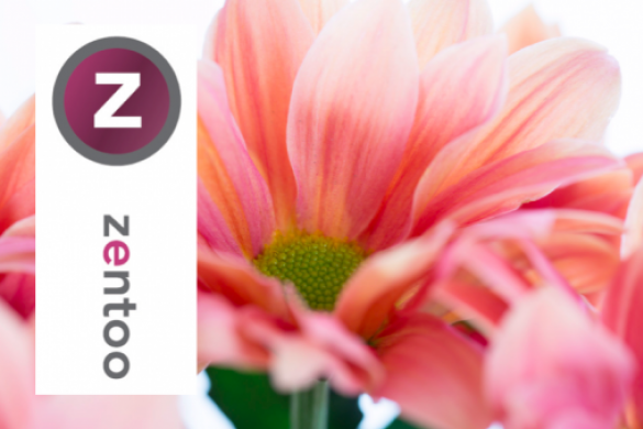 Zentoo Chrysanthemums Webshop