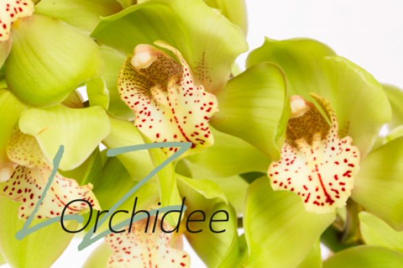 LZ Orchidee Webshop