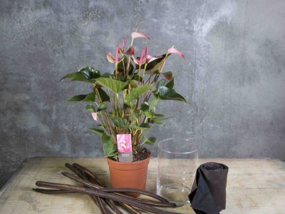 Step-by-step: Pink Anthurium design