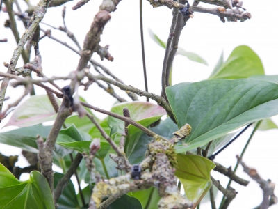 Step-by-step: Natural Composition with an Anthurium plant
