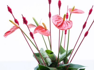 Step by step: Anthurium plant turns flower arrangement